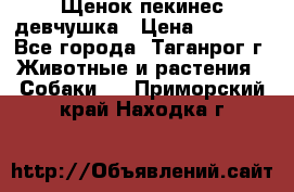 Щенок пекинес девчушка › Цена ­ 2 500 - Все города, Таганрог г. Животные и растения » Собаки   . Приморский край,Находка г.